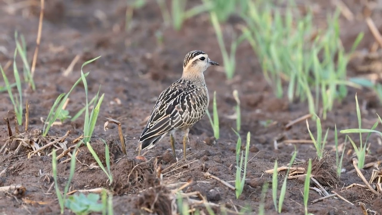 Eurasian Dotterel