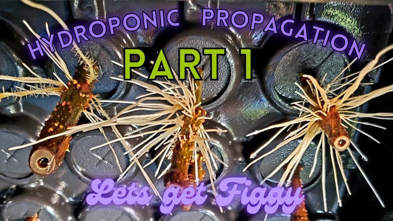 FIG TREE HYDROPONIC PROPAGATION - PART 1