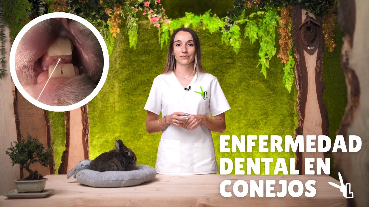 LOS DIENTES EN CONEJOS - Todo lo que necesitas saber.
