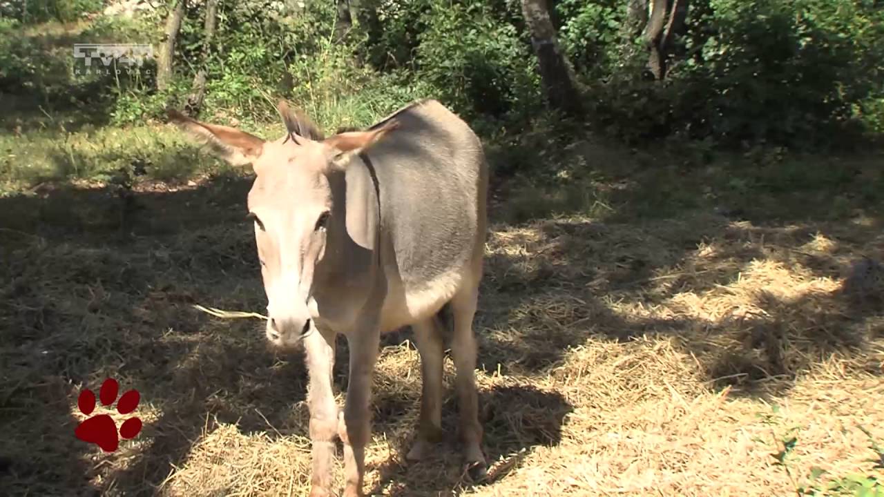 Životinjska farma 18 10092016 Istarski magarci, Kažun, općina Marčana