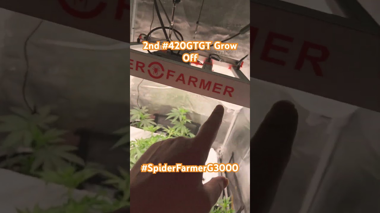 Defoliation before and after 2nd #420GTGT Grow Off, #spiderfarmerG3000