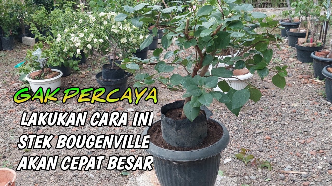 TIPS MEMBESARKAN BATANG BOUGENVILLE DENGAN CARA SEMI GROUND
