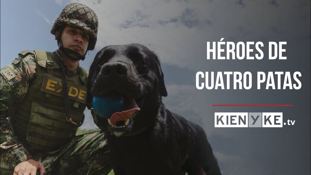 Así entrenan los perros antiexplosivos del Ejército Nacional