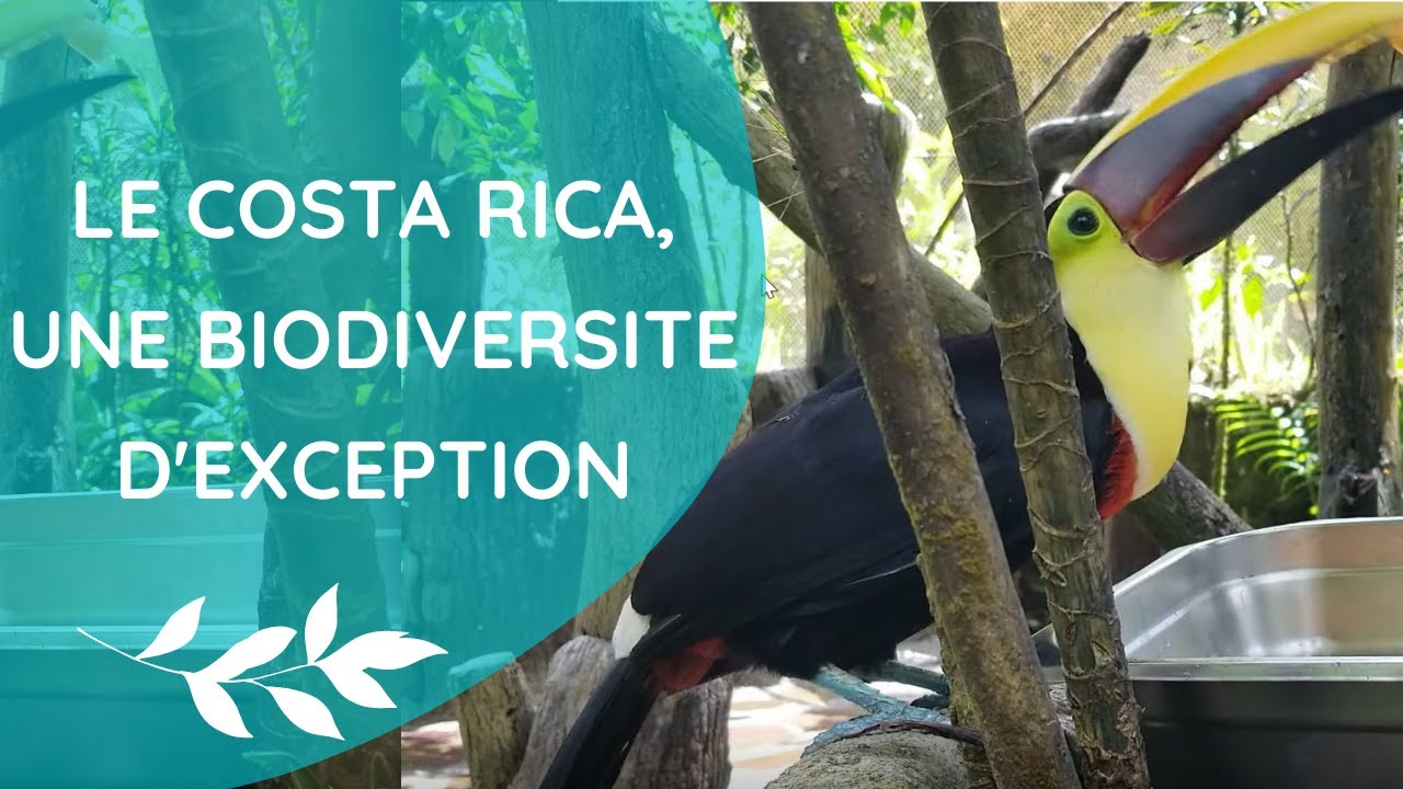 Le Costa Rica | Une biodiversit&eacute; d'exception