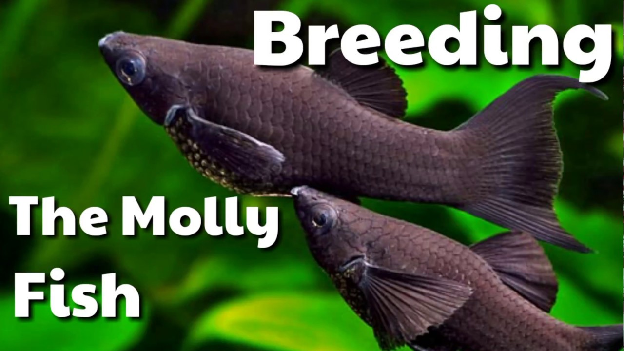 Breeding the Molly Fish | How to breed molly fishes black molly ,orange molly etc