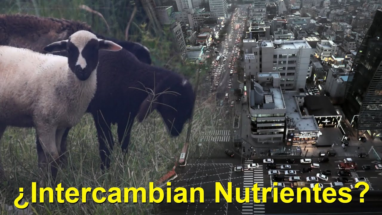 La circulaci&oacute;n de nutrientes del ecosistema entre el suelo, cultivos, animales y clientes