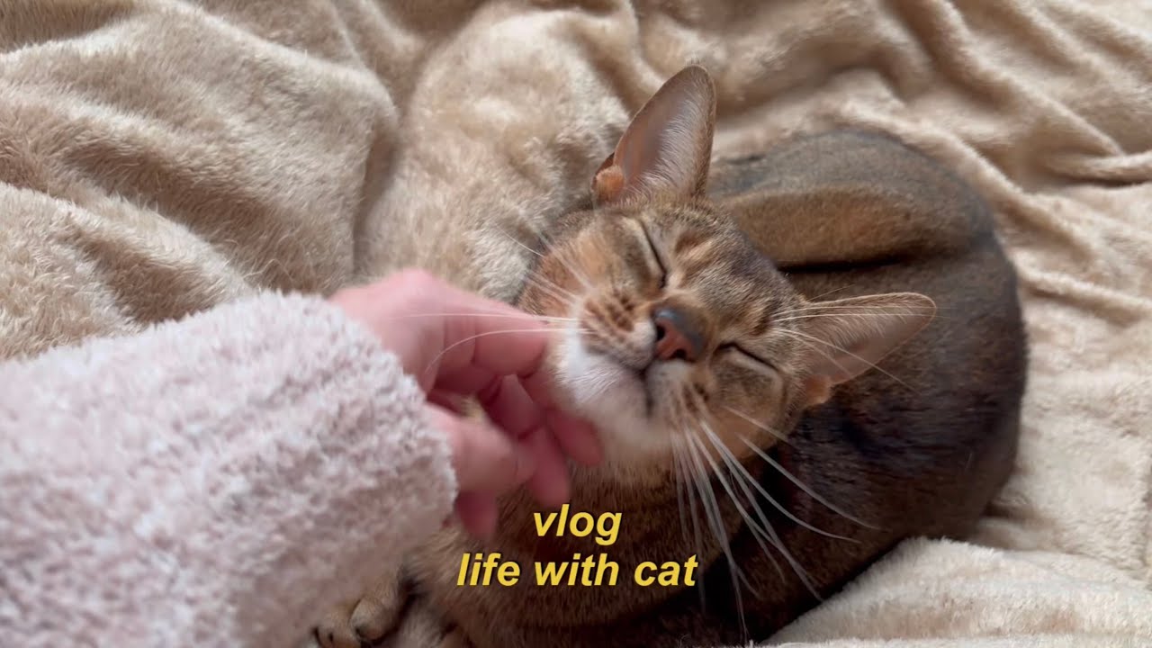 vlog | 朝ごはんと猫との日常🍳忍たまDVDが届いて喜ぶオタク✨