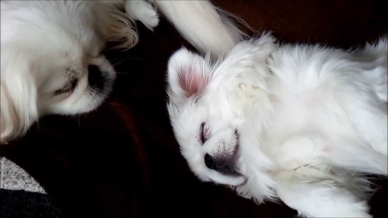 爆睡ペキニーズ (Pekingese)