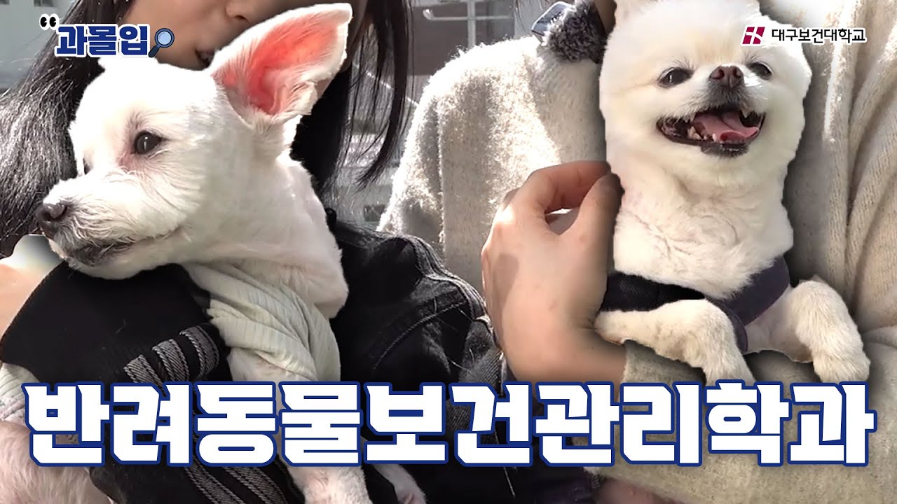 PD님 완전 🐶판인데요? [반려동물보건관리학과] | 과몰입 | 대구보건대학교