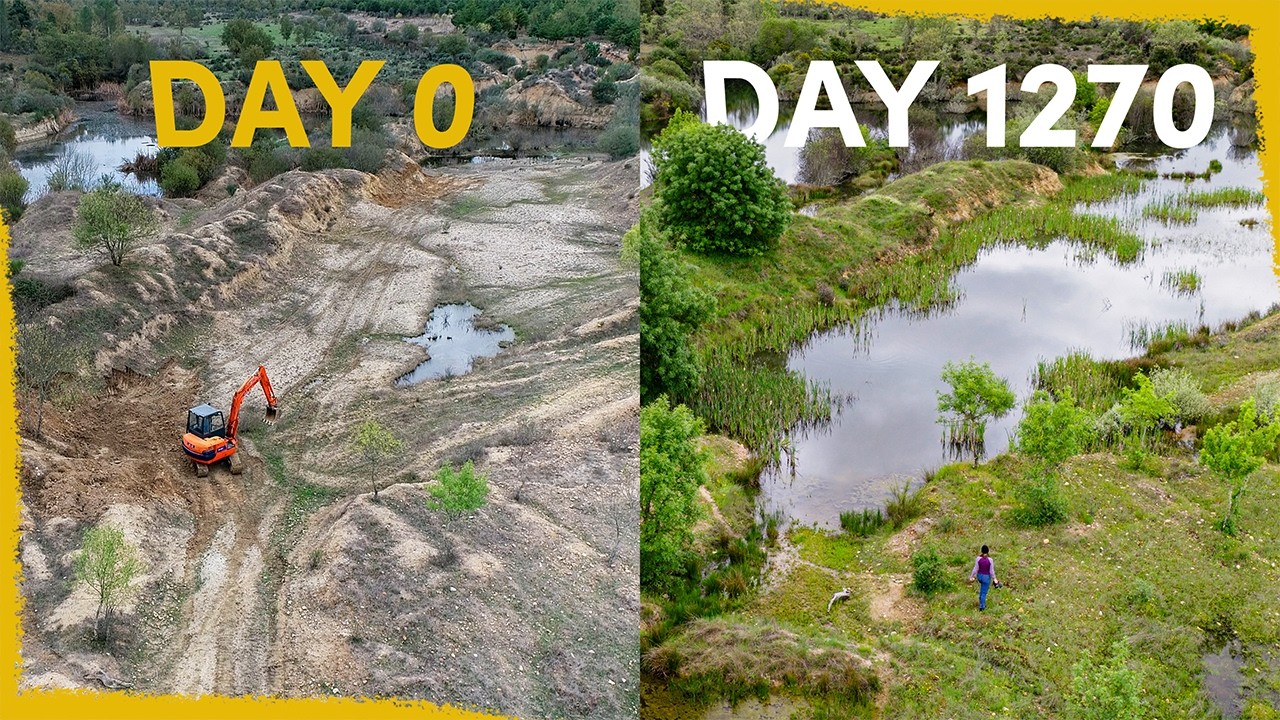 4 years ago we created a lake - now it's full of life