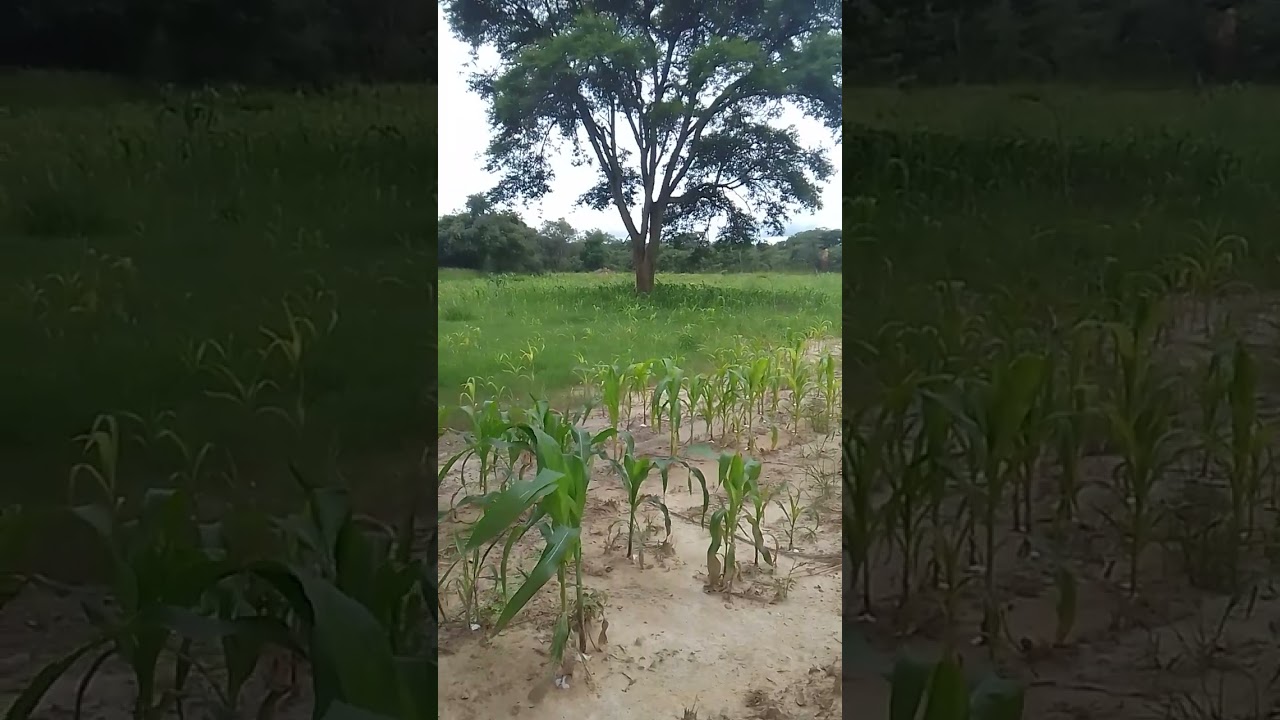 WEED CONTROL IN MAIZE@arcwinfarms