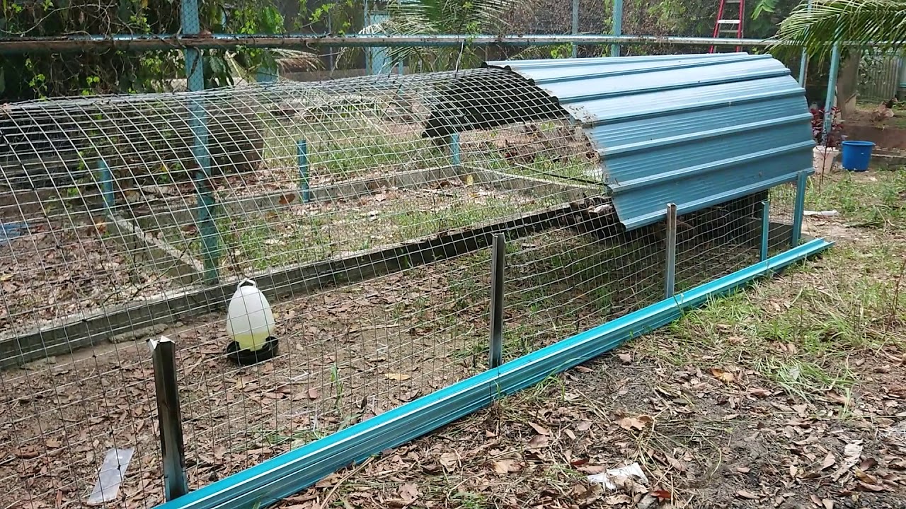 Reban ayam kampung [Reban Tunnel Unik]