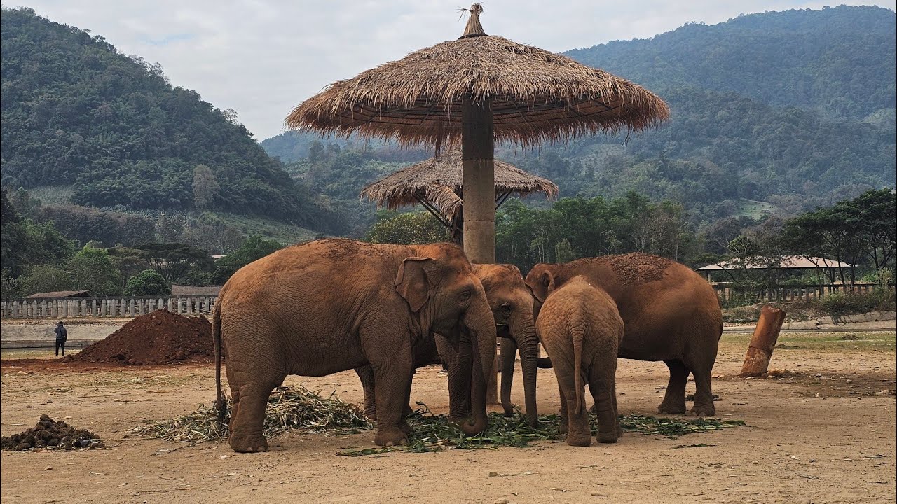 ENP (ELEPHANT NATURE PARK) 자원봉사