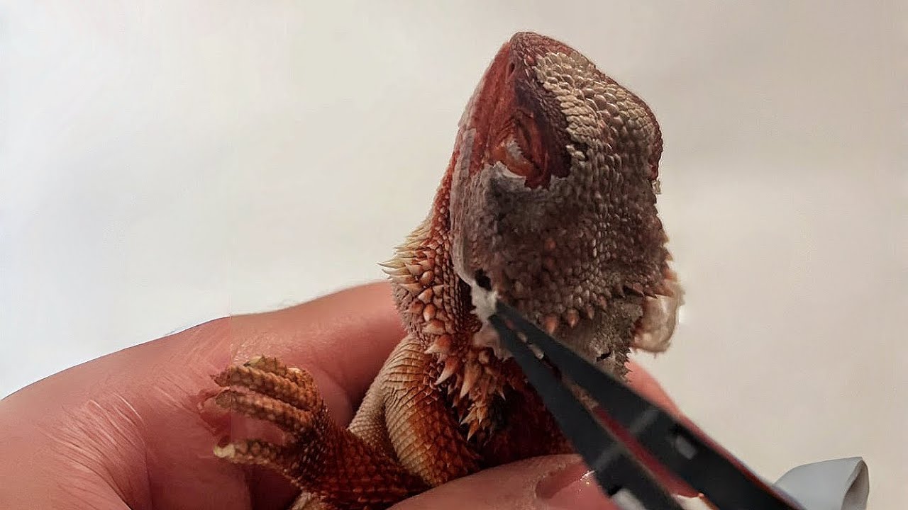 ASMR! Bearded Dragons Shedding Skin Ep.27 | Gentle, Relaxing, and Visually Satisfying.
