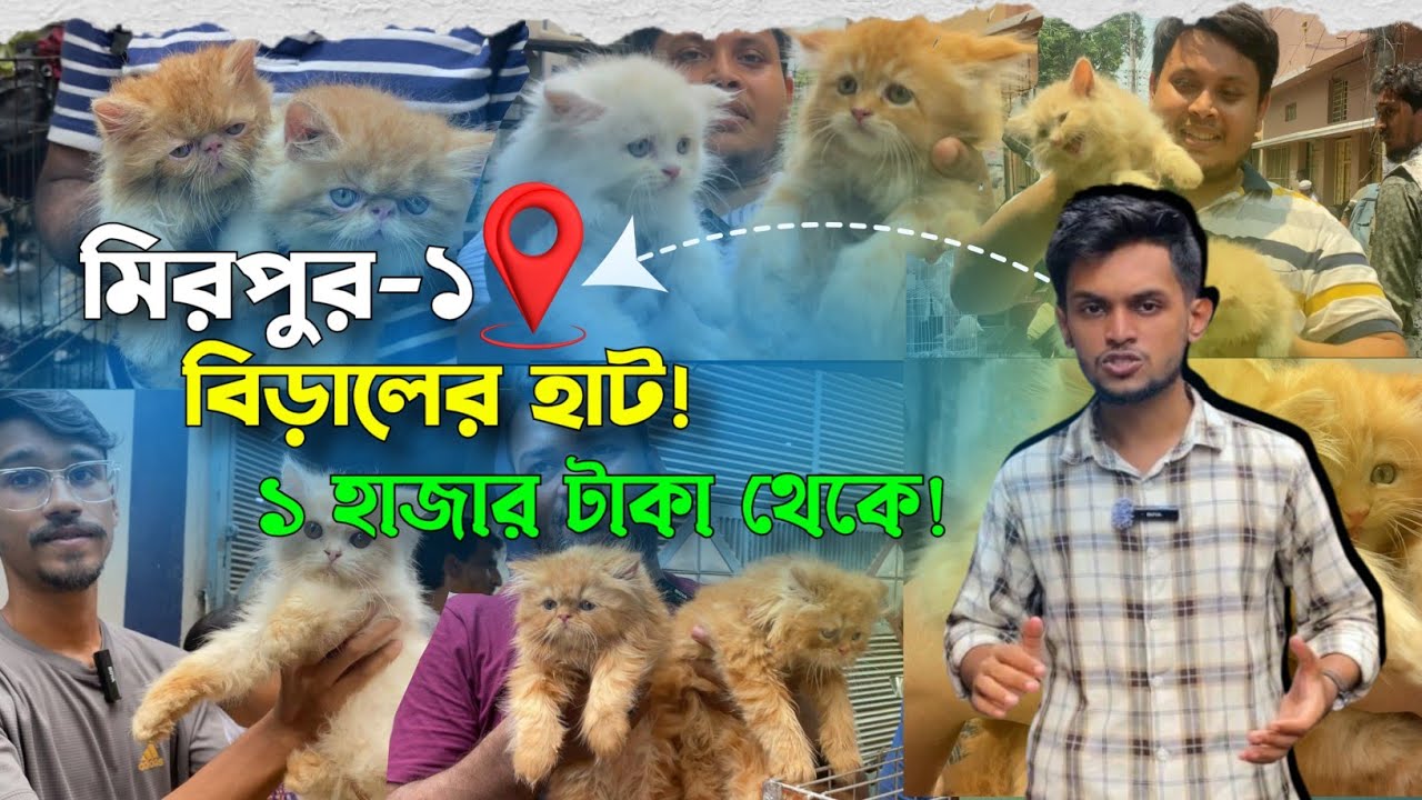 মাথা নষ্ট দামে বিক্রি হচ্ছে বিড়াল | মিরপুর ১ বিড়ালের হাট | @DewanPets | Persian cat price in BD