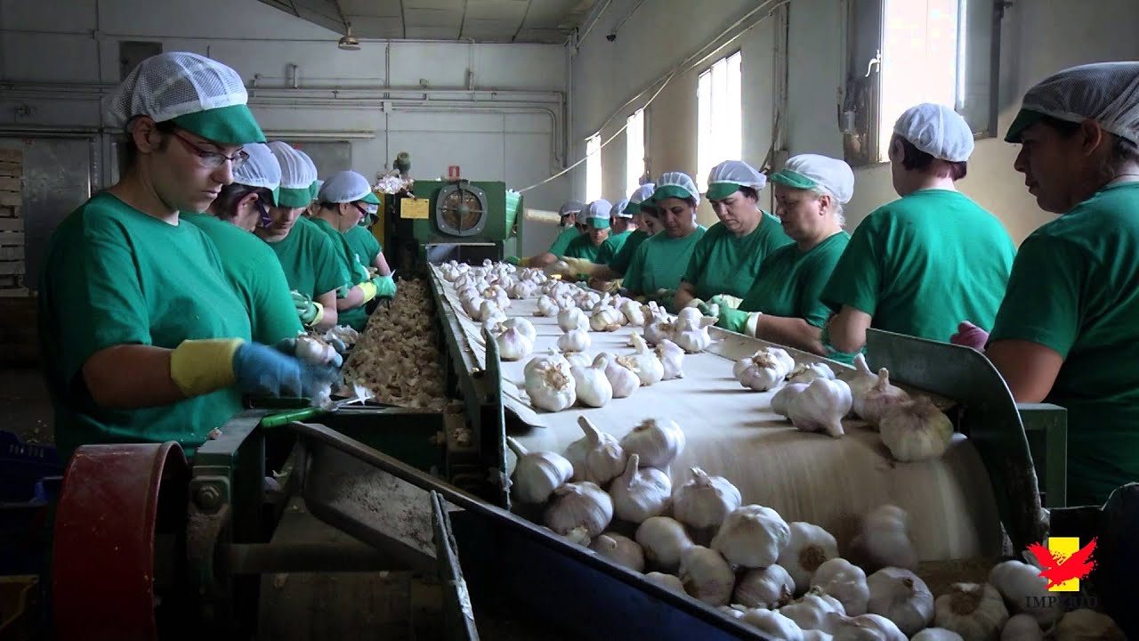 Limpieza, clasificación y almacenamiento. Imperio Garlic.