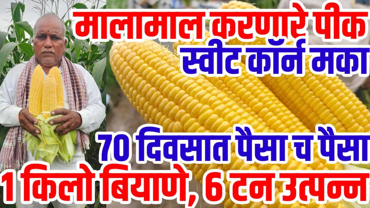 शेतकऱ्यांना मालामाल करणारे पीक|1kg बियाणे 6-7 टन उत्पन्न|स्वीटकॉर्न मका|sweet corn maize,visionvarta