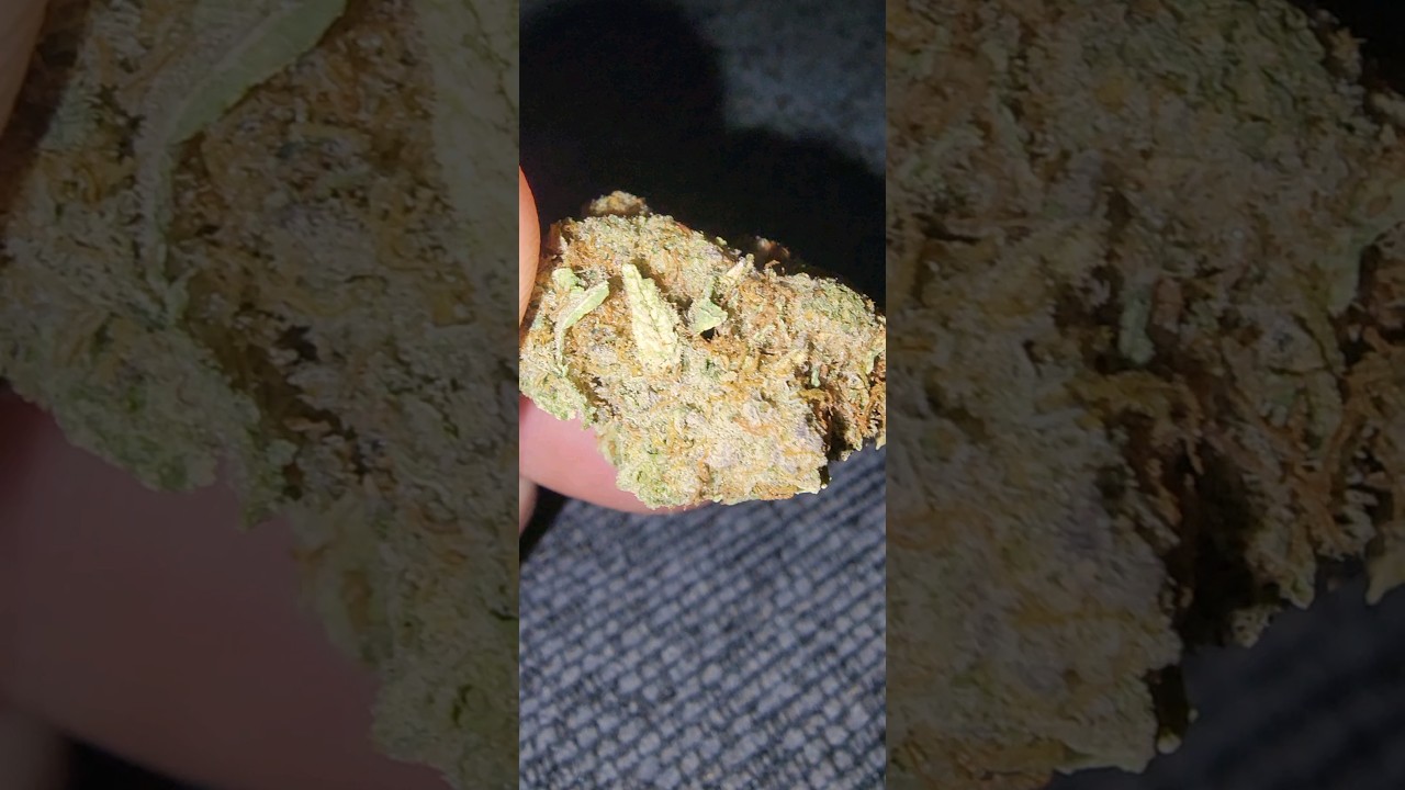 Motor Breath #15 Strain #shorts