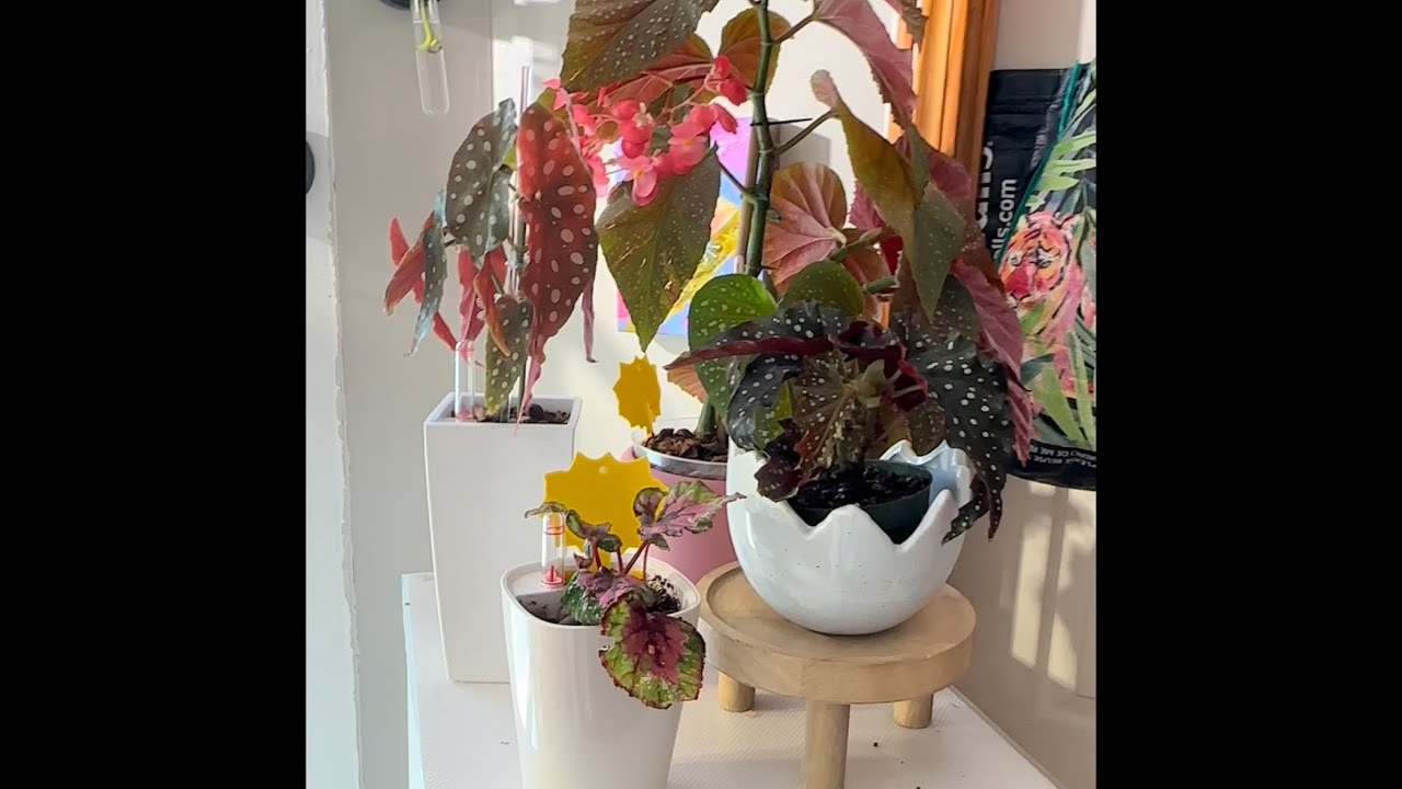 A small curated Begonia collection