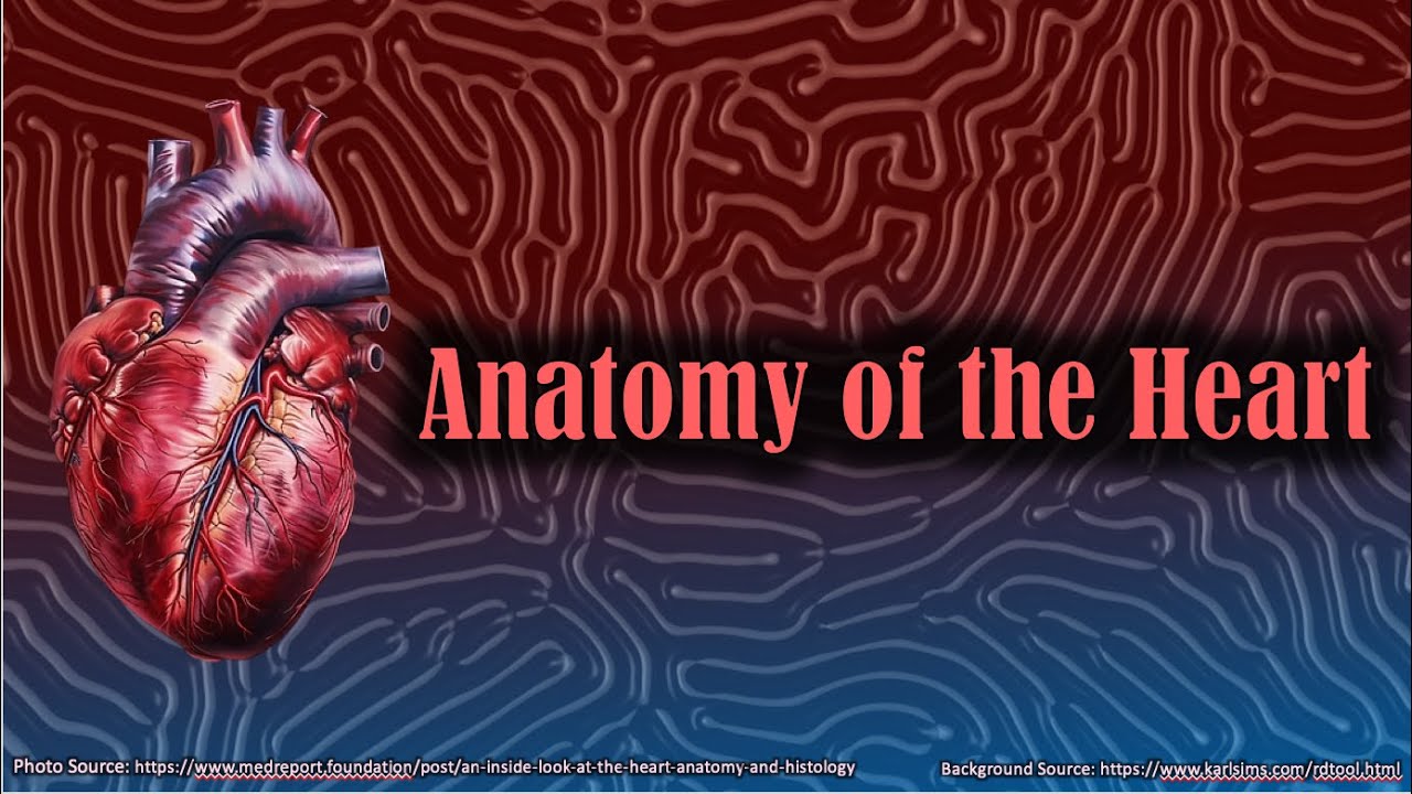 Anatomy of the Heart
