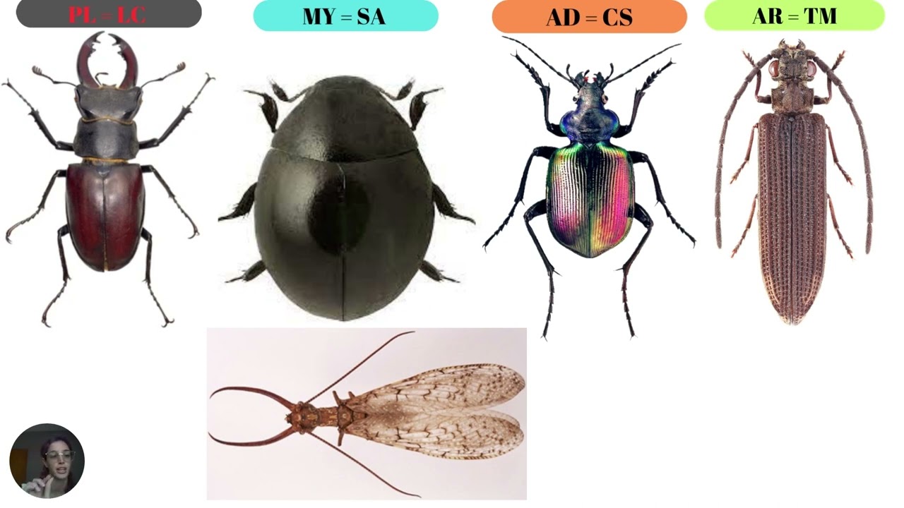 evolução - coleoptera