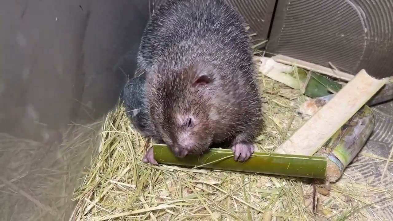 养殖竹鼠比养鸡鸭好养活，只要竹鼠窝有食物就行了