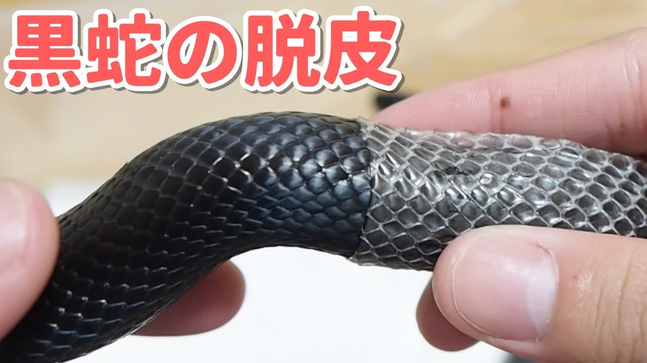 脱皮中の黒蛇の皮をむいたら気持ちよすぎた