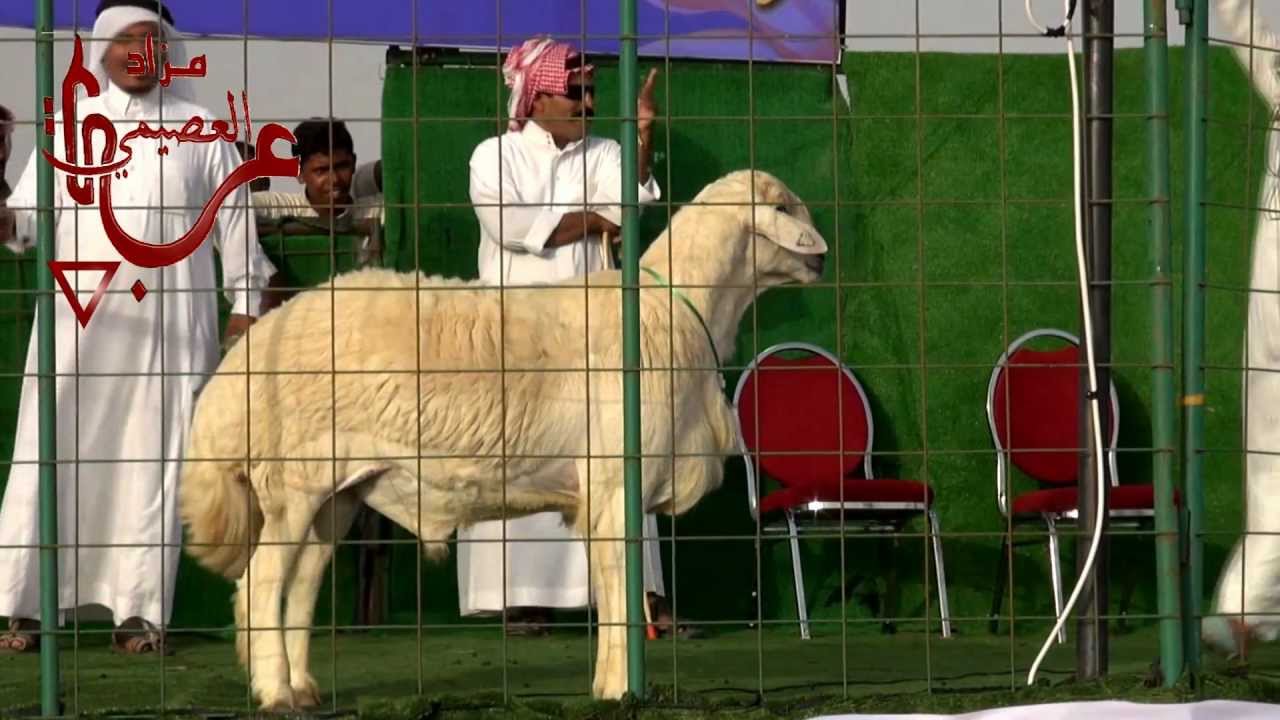 الفحل ( موجع )