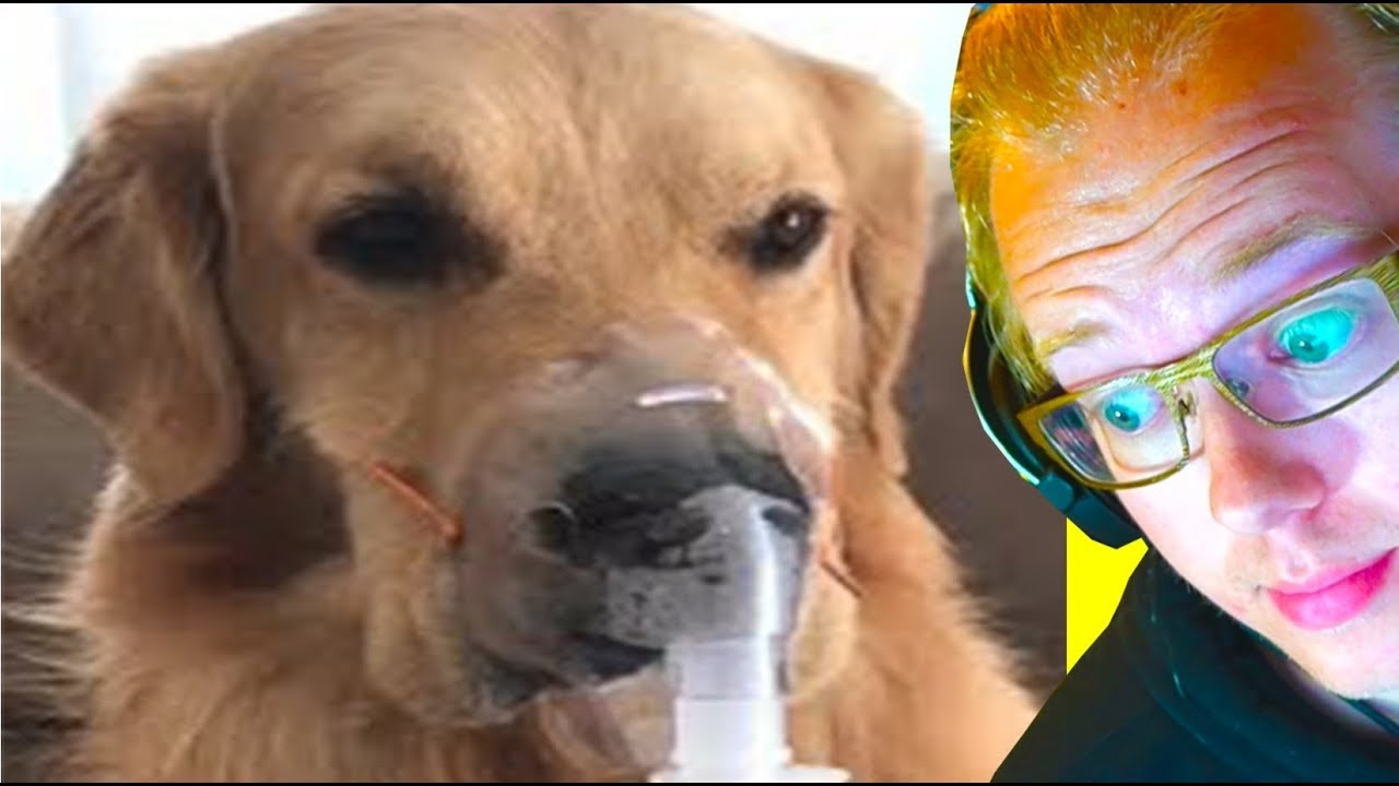 HELP THE SICK DOGGIE ON DAILY DOSE OF INTERNET :(