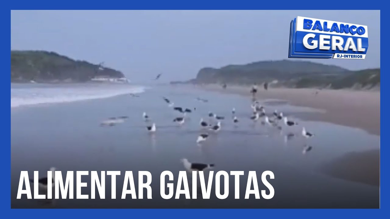 Em Cabo Frio, prática de alimentar gaivotas nas praias pode causar sérios problemas aos animais