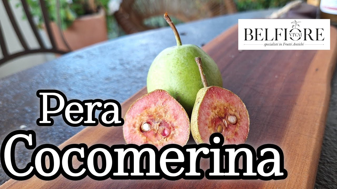 Frutti antichi: la PERA COCOMERINA o BRIACA! Pera estiva dalla polpa rosso-rosata