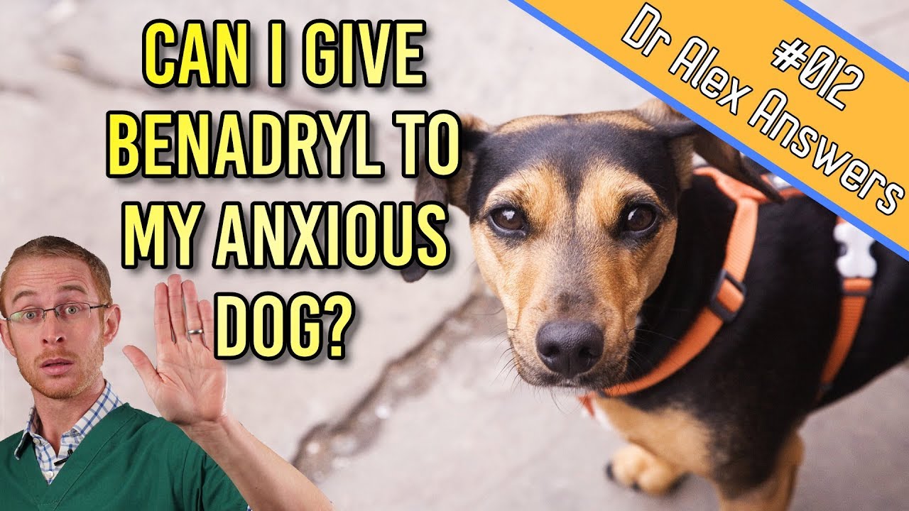 Can You Give Benadryl to a Dog for Anxiety Treatment? - Dog Health Vet Advice