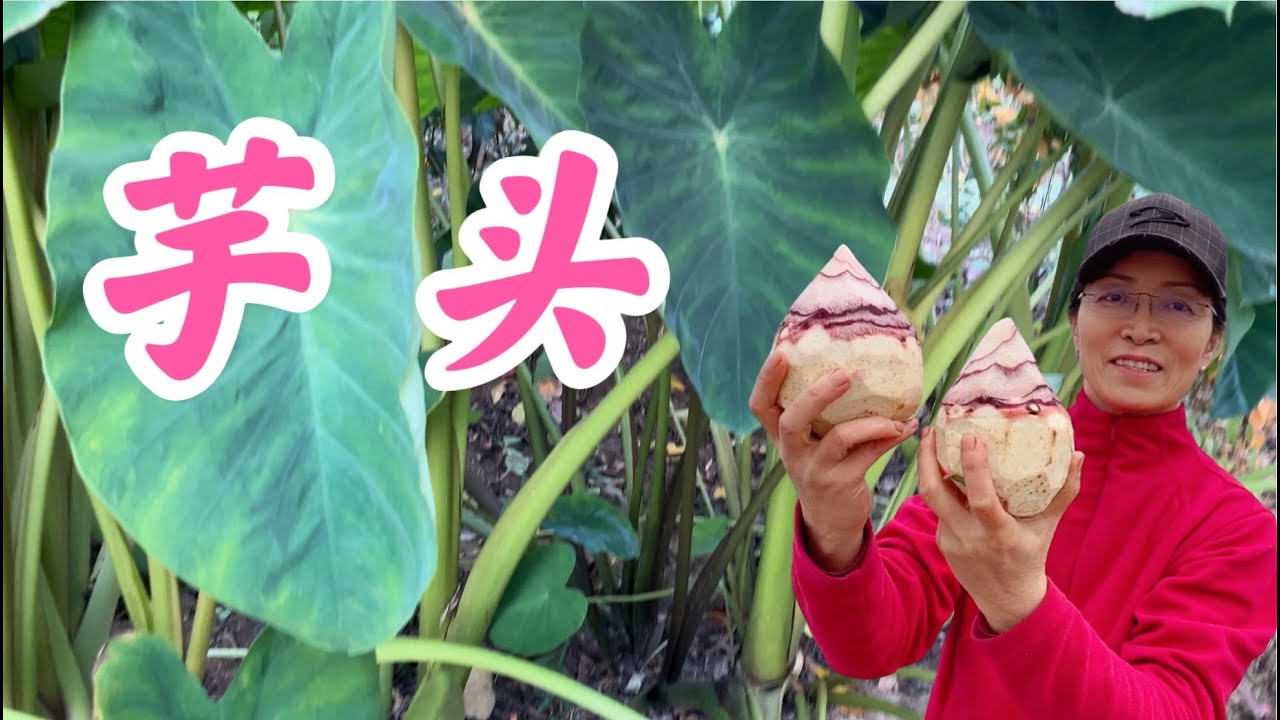 芋头高产后期管理极为重要。侧枝摘除，培土，施肥没有跟上发生了什么？#芋头家庭有机种植系列