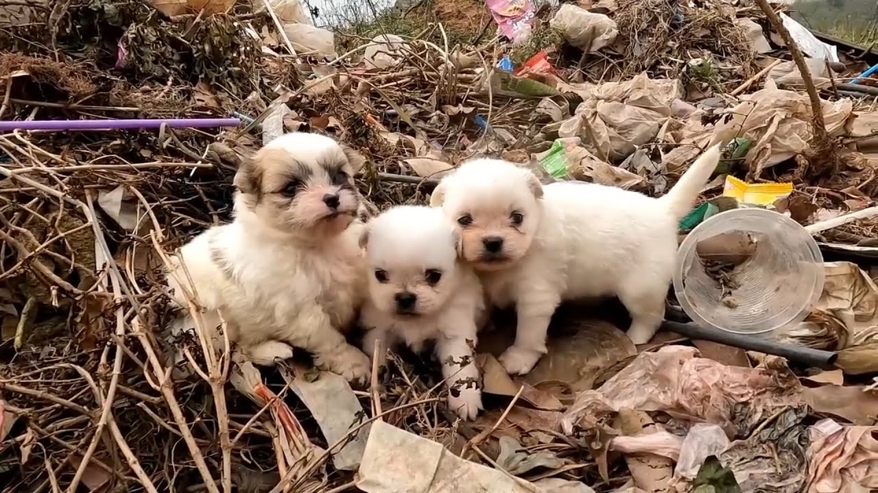 3 #orphan #puupy adopted by this kind woman