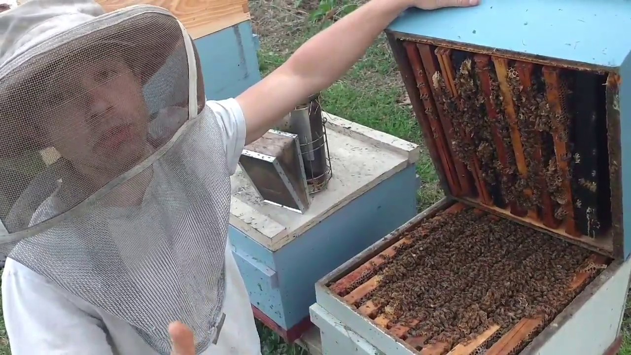 🔵 Swarming, and how to stop it!