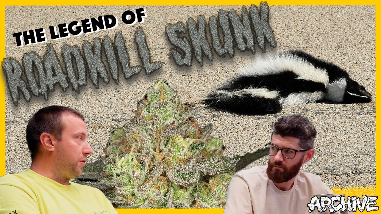 The Legend of 'Roadkill Skunk'