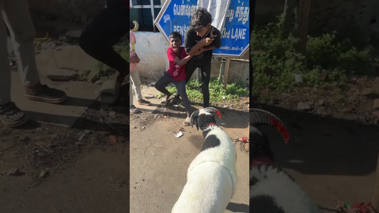 Fun😂 #mr #goat #goathouse #mrgoat #animals #goatshed #sheep #goatshelter
