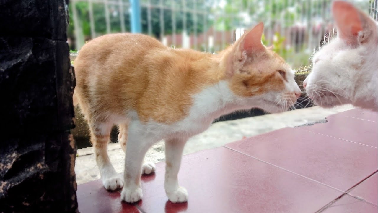 street cat sedang live sekarang!