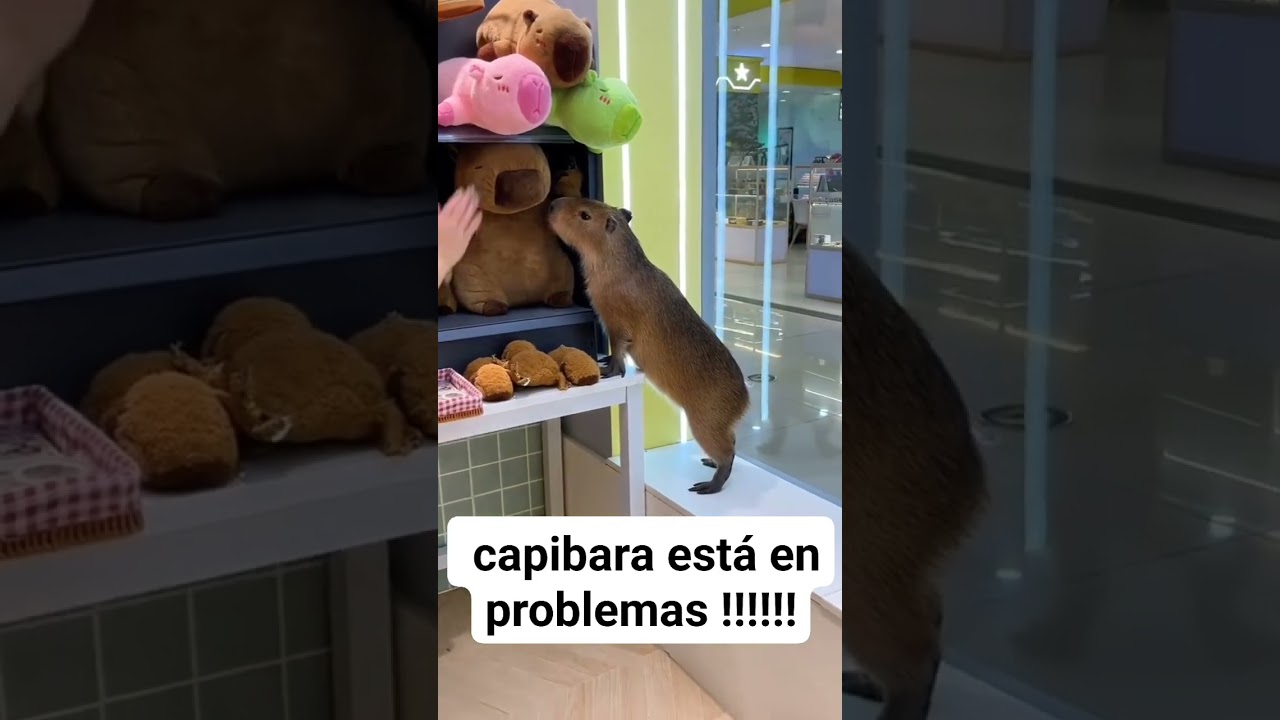 capybara solo quer&iacute;a un peluche 🧸☹️ #capybara #capibara #carpincho #cute