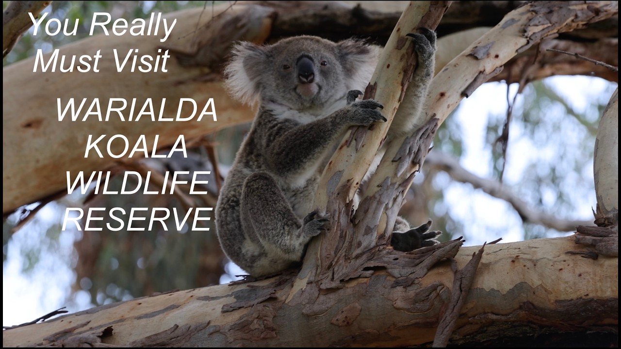 You Must Visit Warialda Koala Wildlife Reserve