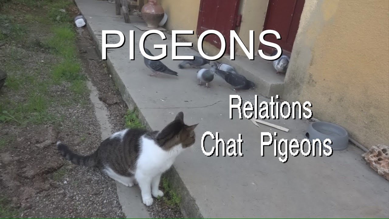 Pigeons et chat étonnants comportements LC VIDEO