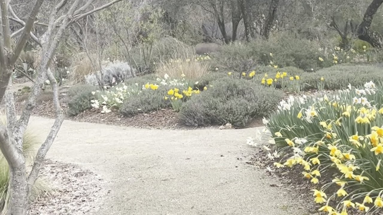 He planted over 50,000 Daffodill bulbs on his property