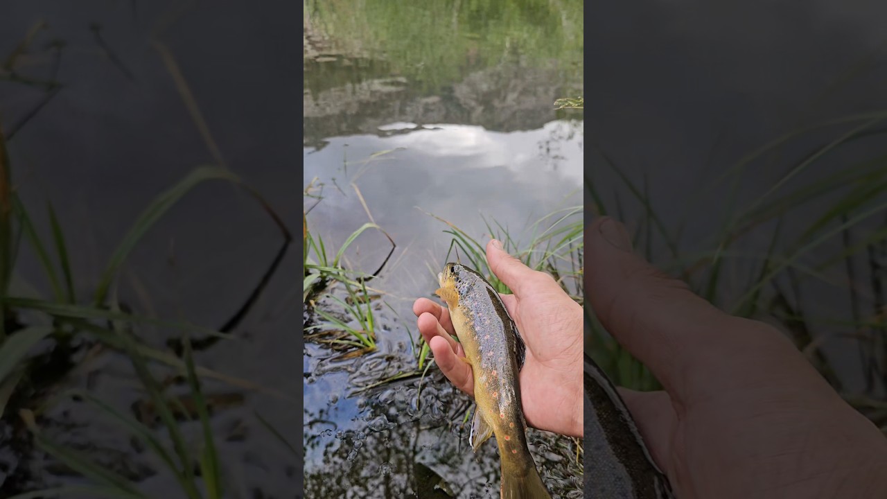 Bishop creek south fork brown trout #reels #outdoors #nature #fishing #trout #flyfishing