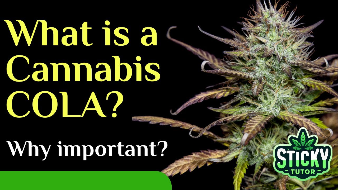 What is a Cannabis Cola? -- EDUCATION 21+