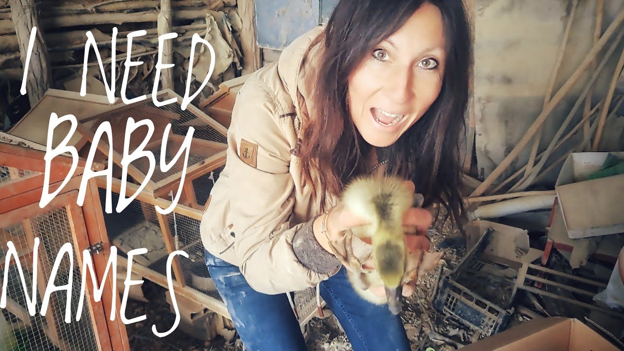 Building a Life on an  Italian Farm... New Arrivals Goslings!