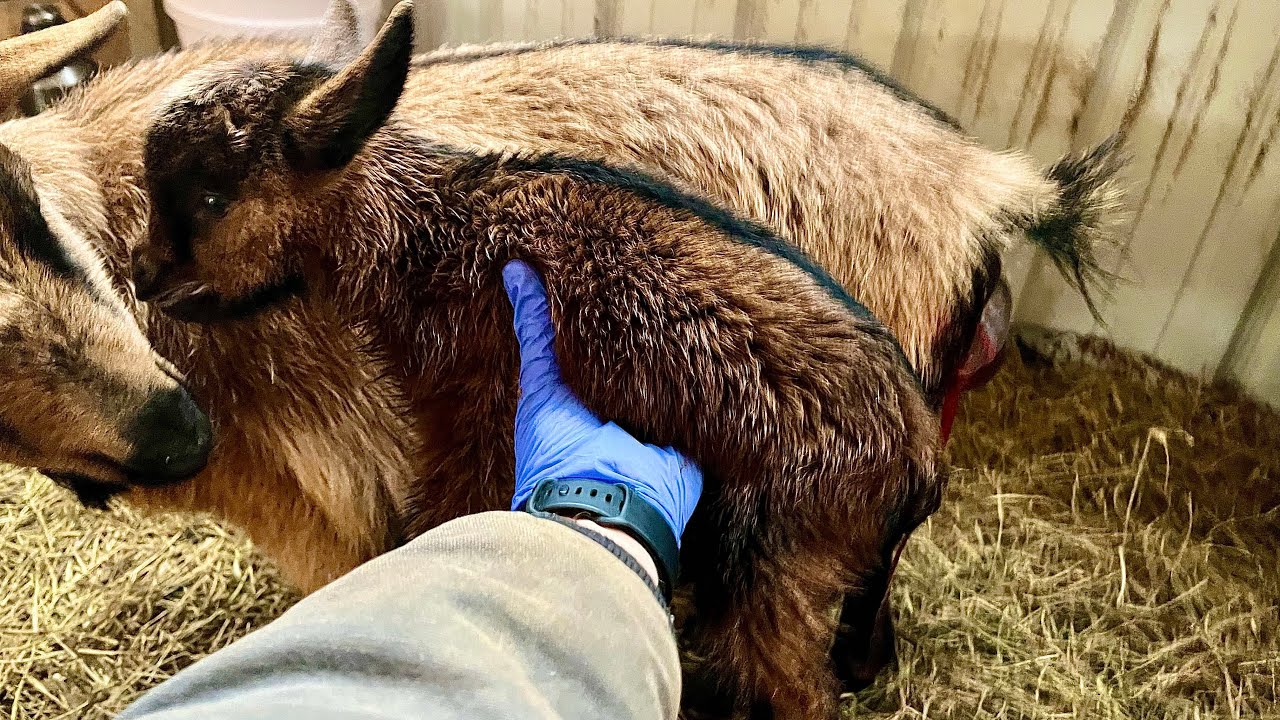 Huge baby goat birth | Welcome Chuck Norris to the farm | first baby goat 2023 is gigantic & awesome
