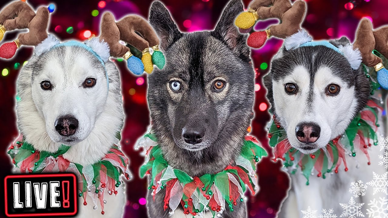 My Dogs Open Gifts LIVE! Over 650 Cards!  Annual Christmas Card Exchange