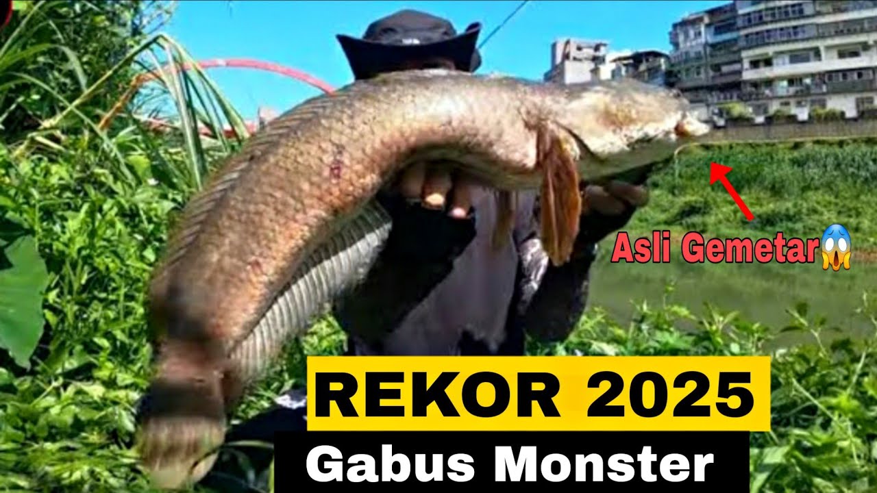 MENYERAMKAN‼CASTING IKAN GABUS MONSTER SAMPAI BIKIN GEMETAR