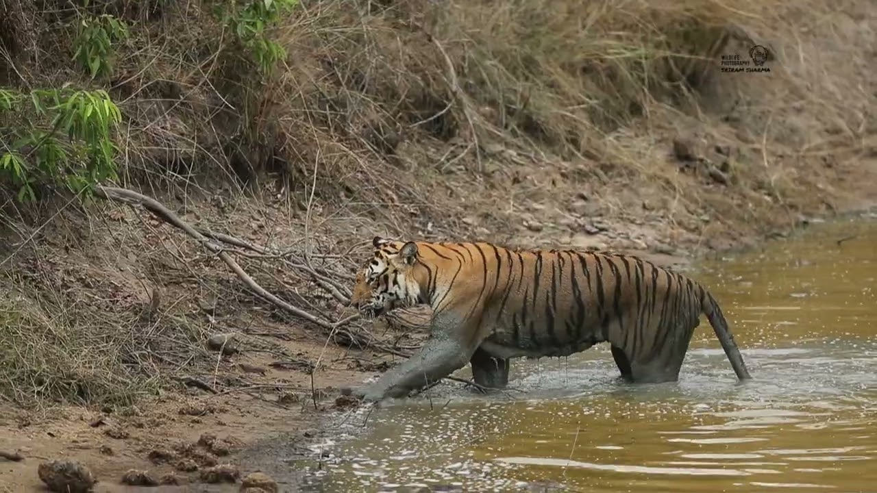 New kid on the block   Bandipur