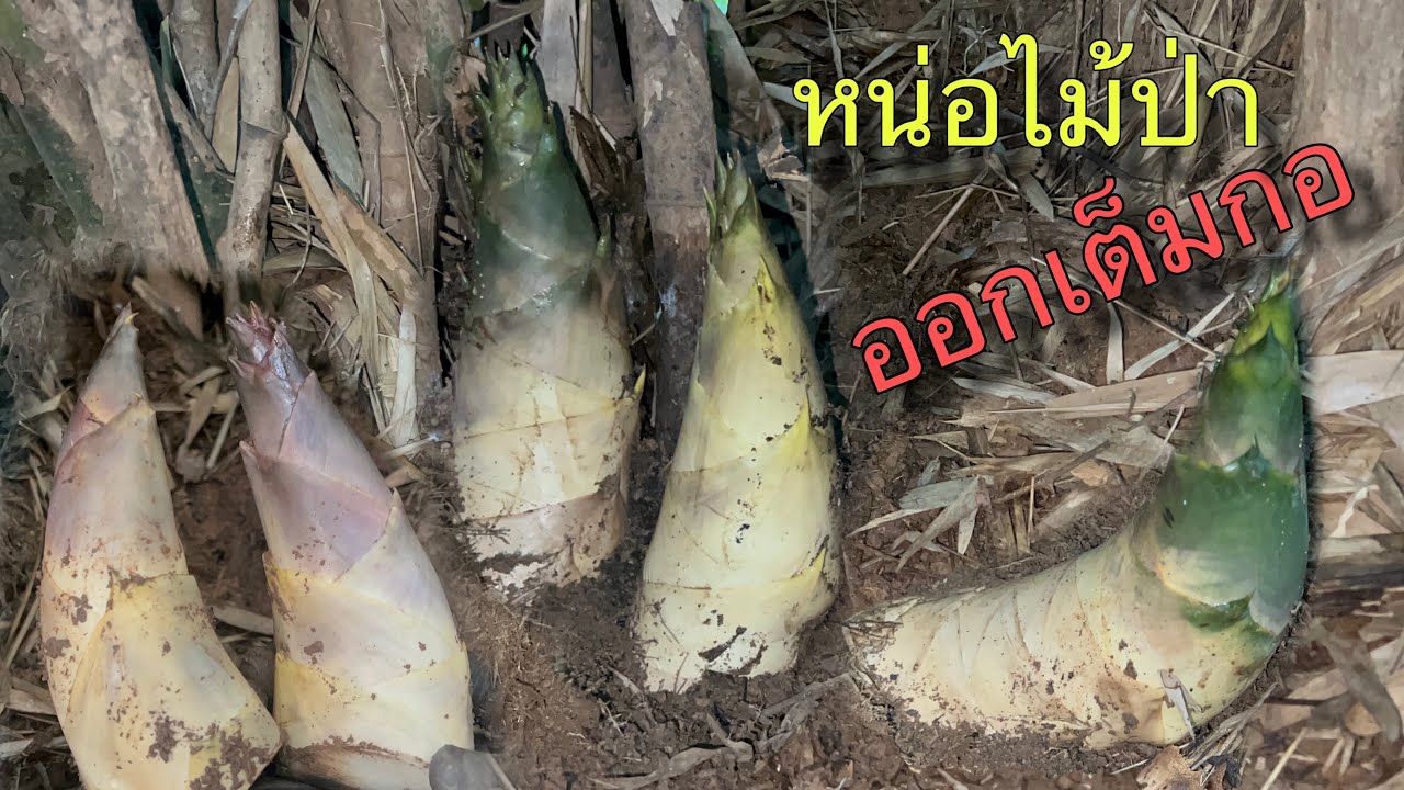 โพดโพหน่อไม้หน้าแล้งเดือนเมษาออกคักแท้เต็มเป้สะพายเสียงสับสะใจมาก